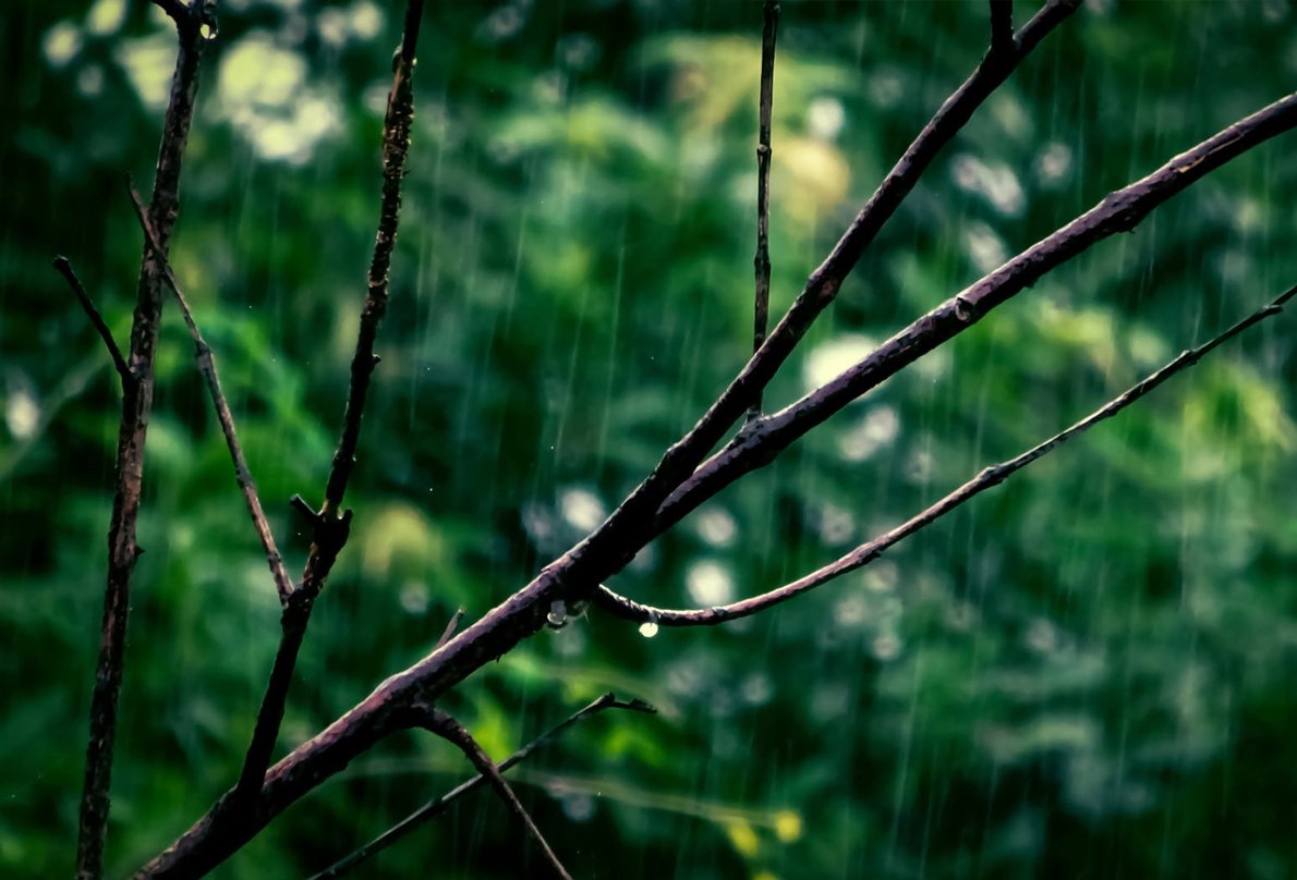 4 Essential Oils That May Work Better Than Your Insect Repellent