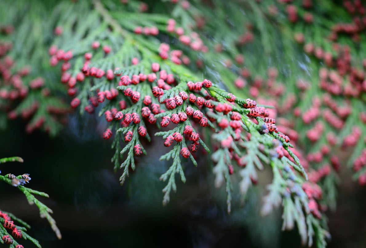 Fir Balsam – Benefits And Uses