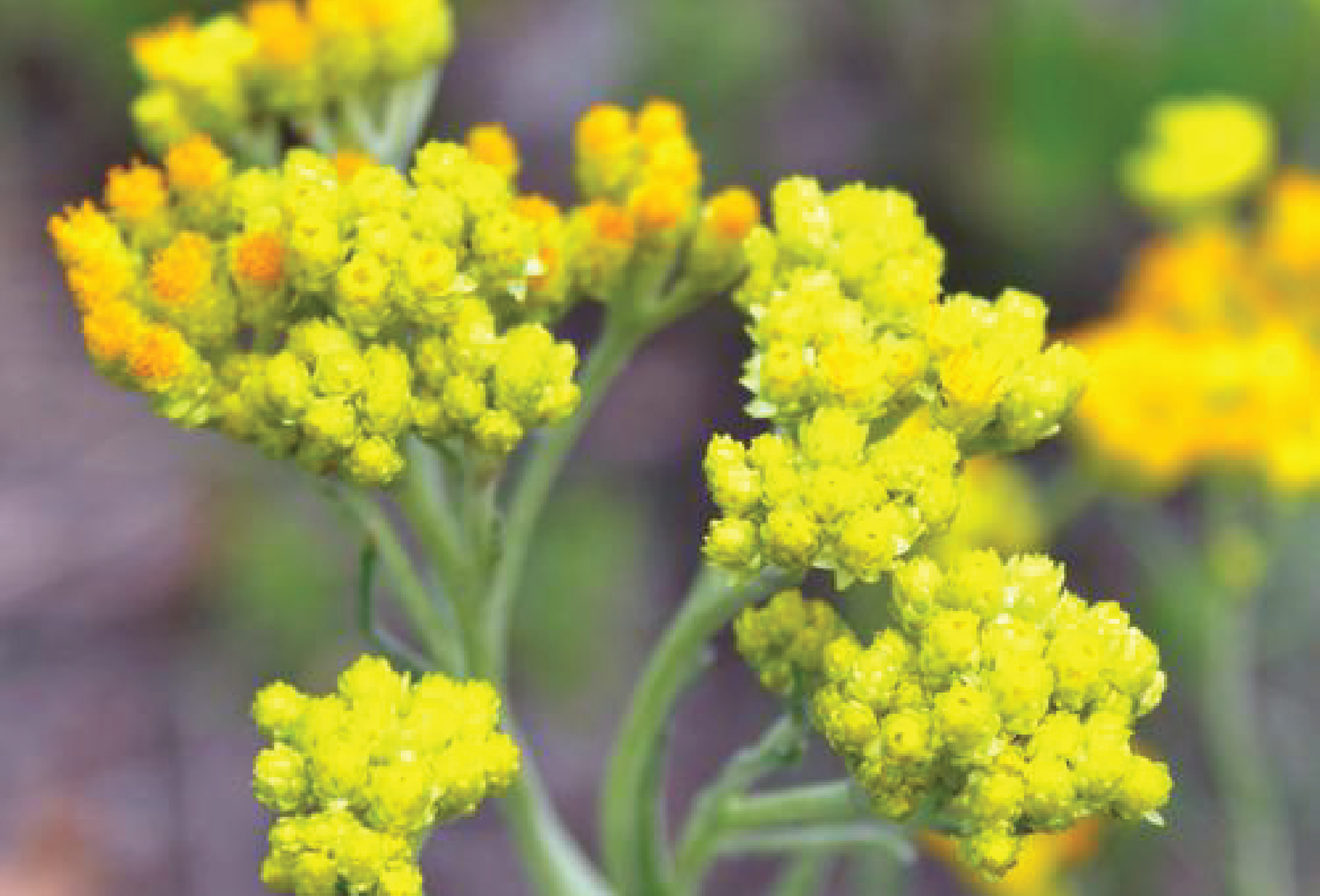 Helichrysum Italicum