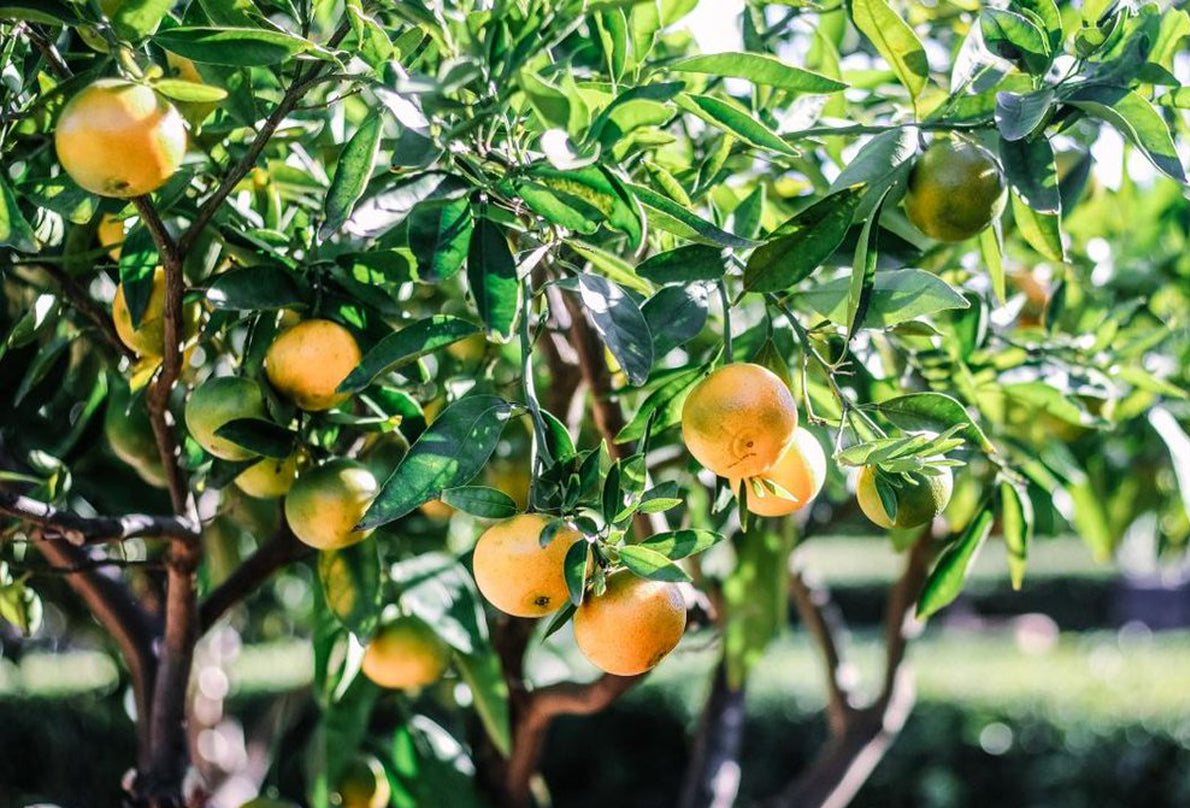 Why Every Household Should Have Yuzu